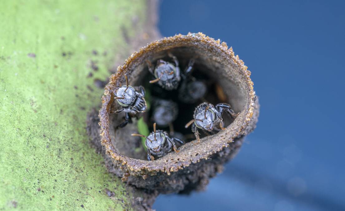 HARM: Australian research has shown Australian stingless bees are susceptible to Nosema ceranae, a parasite that causes European honeybees to become less active, develop an increase in appetite and die prematurely.: Photo: Dr Peter Yeeles.