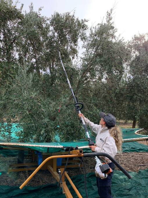 GROVE: Lead AARSC olive researcher Dr Angelica Suarez Cadavid conducting field work as part of the project. 