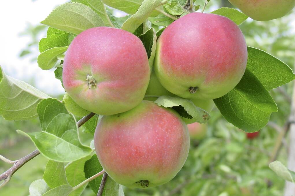 BETTER: Yara research has found the best orchards consistently have higher fruit levels of phosphorus, zinc, calcium, magnesium, boron and manganese.