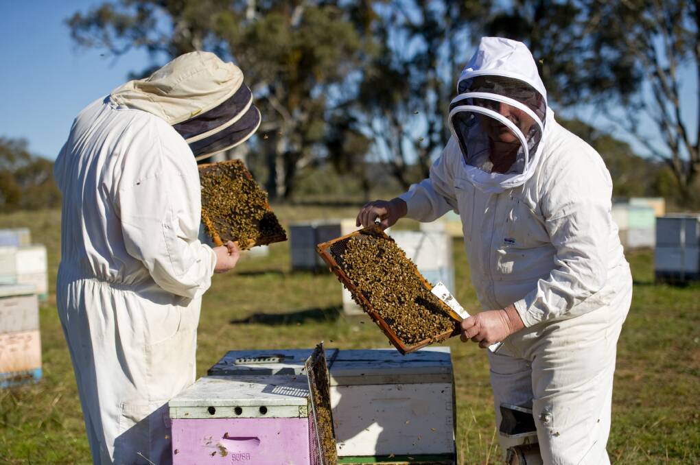 DOUBLE CHECK: A bee industry spokesperson says beehives should be checked within the first couple of weeks of arriving at an orchard to ensure they are healthy.