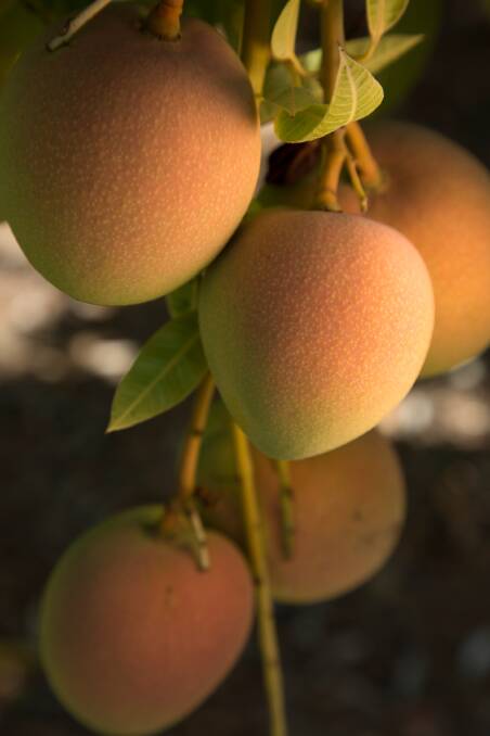 SEASON AWAY: Northern Territory growers are already picking mangoes with some 85,000 trays going out from the Darwin area last week. 