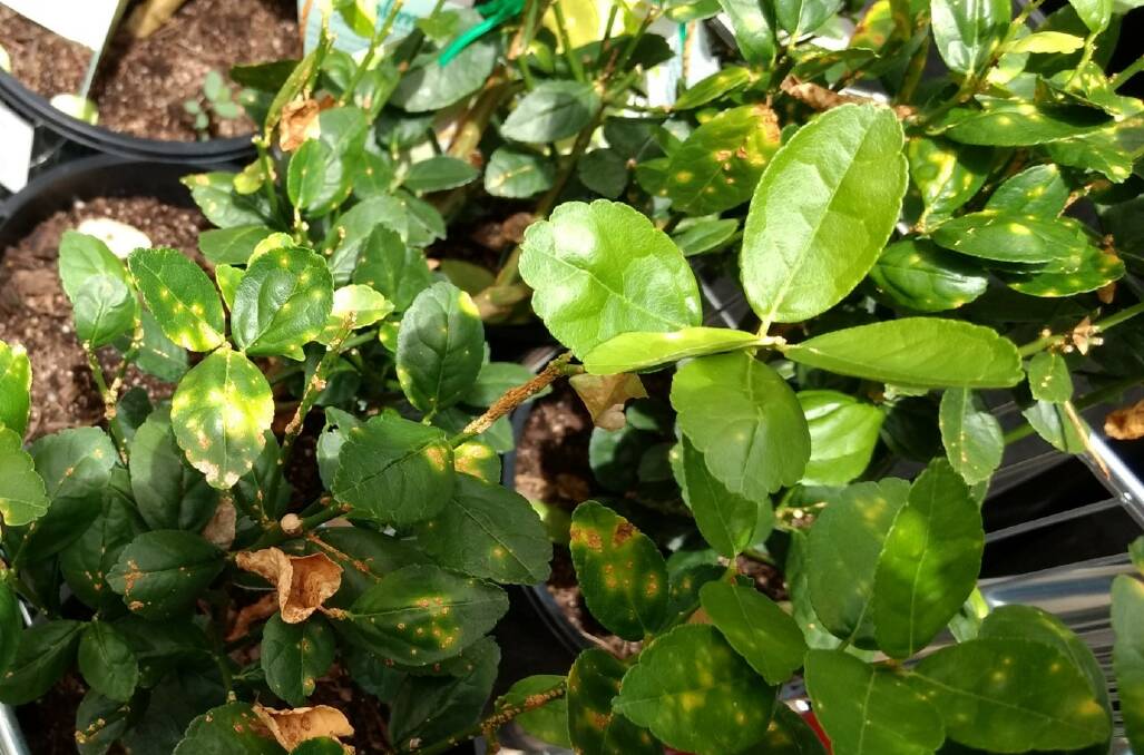 SPREADABLE: Citrus canker can be spread rapidly over short distances, particularly in tropical and subtropical climates by wind-blown rain. 