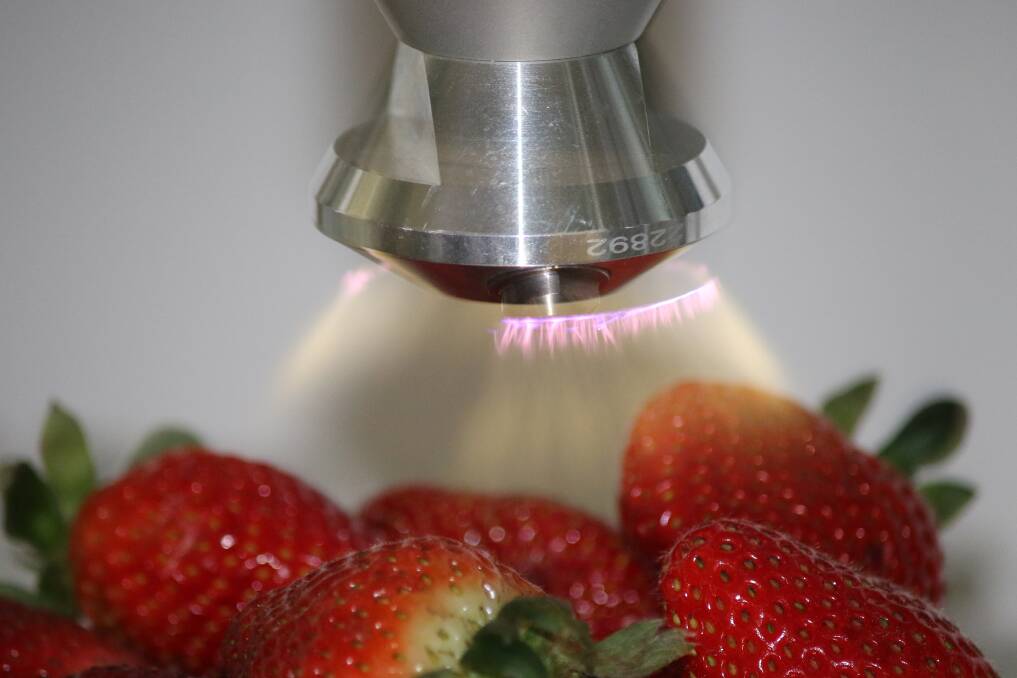 REVVED UP: The "Food Safety Supercharger”, in action, sending a stream of supercharged air over some strawberries in order to kill microbial pathogens on the fruit's surface. The new test device is being trialled in Australia. 