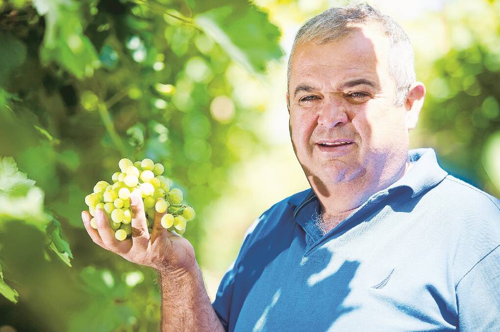 MOVED: Sunraysia grape grower, John Argiro, has stood down as both chair and a board member from the Australian Table Grape Association after breaches of plant breeders rights with an international variety company. 