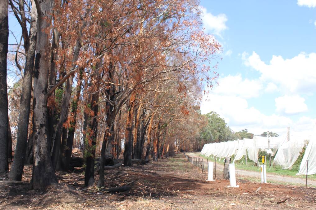 FORWARD: Research is taking place into the recovery of insect pollinators after the Black Summer bushfires of 2019/2020.