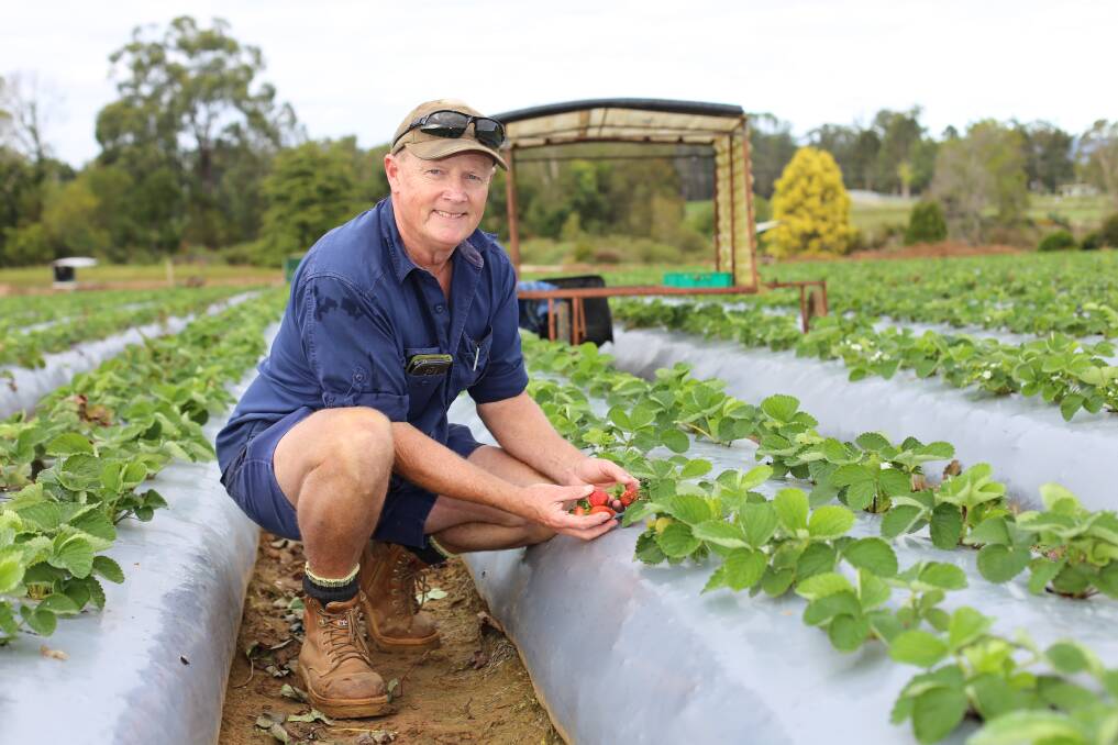 READY: Qld Strawberries president, Adrian Schultz, is encouraging shoppers to buy strawberries even if they aren't on sale during winter. 