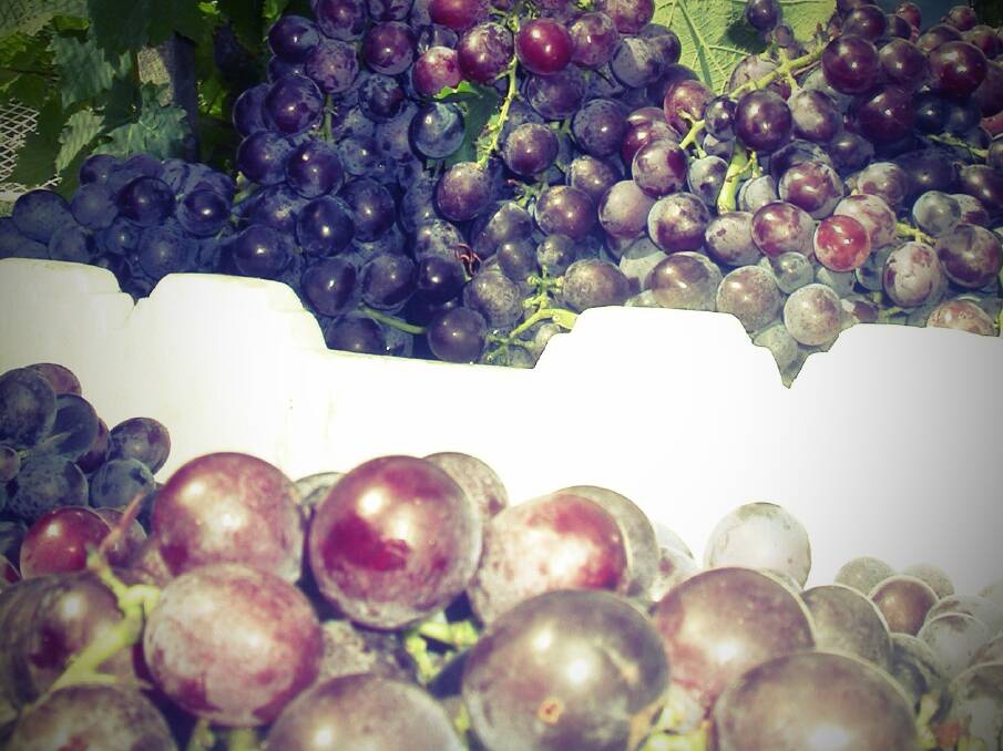 TRACKING: Table grape exports are surging upwards while a trial is planned for supply chain traceability technology within the crop. 