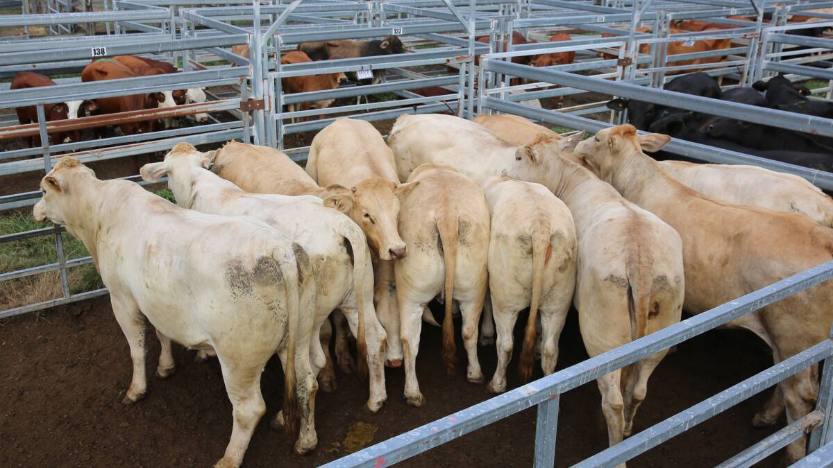 Cows and calves sell to $2000 at Biggenden female sale