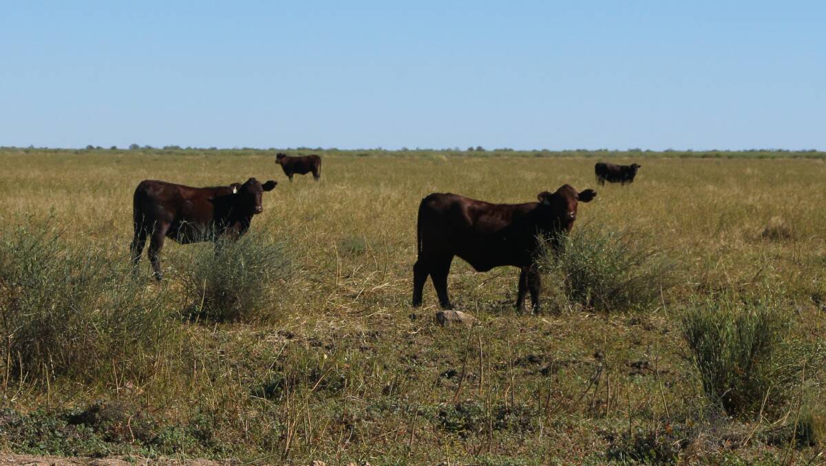 ON THE MOVE: Channel Country bullocks are now starting to show up in southern Queensland kills. Picture: Sally Cripps