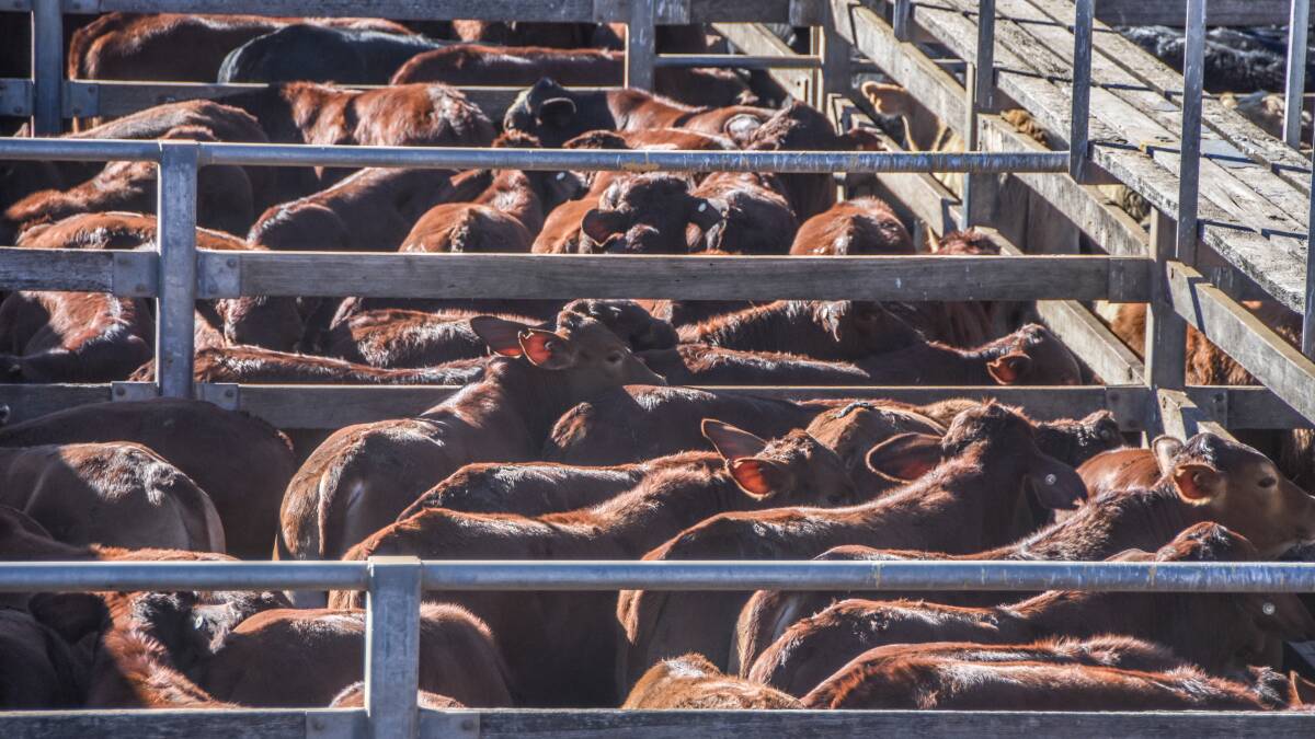 Market for steers at Miriam Vale