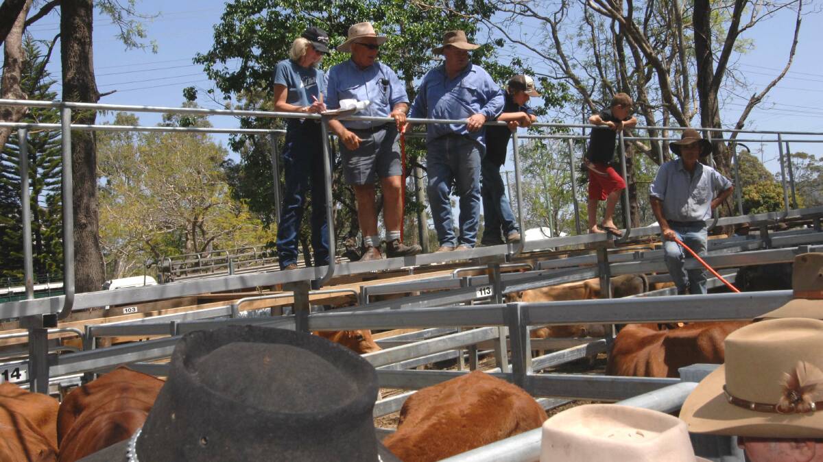 Charbray vealer heifers sell for $560 at Woodford