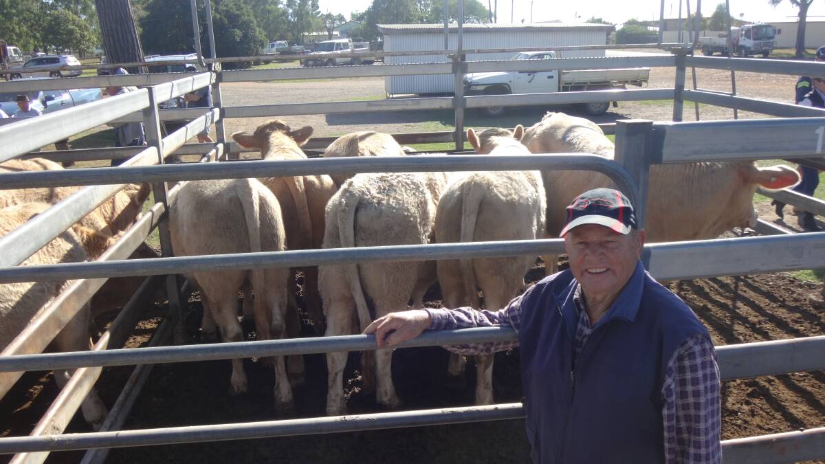 Lloyd Golinski , Colinton, with his 2 tooth Charolais cross steers that sold for $1460 at Toogoolawah. 