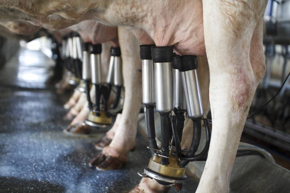 The focus of the discussion could be the proposed merger of QDO with NSW advocacy body Dairy Connect.
