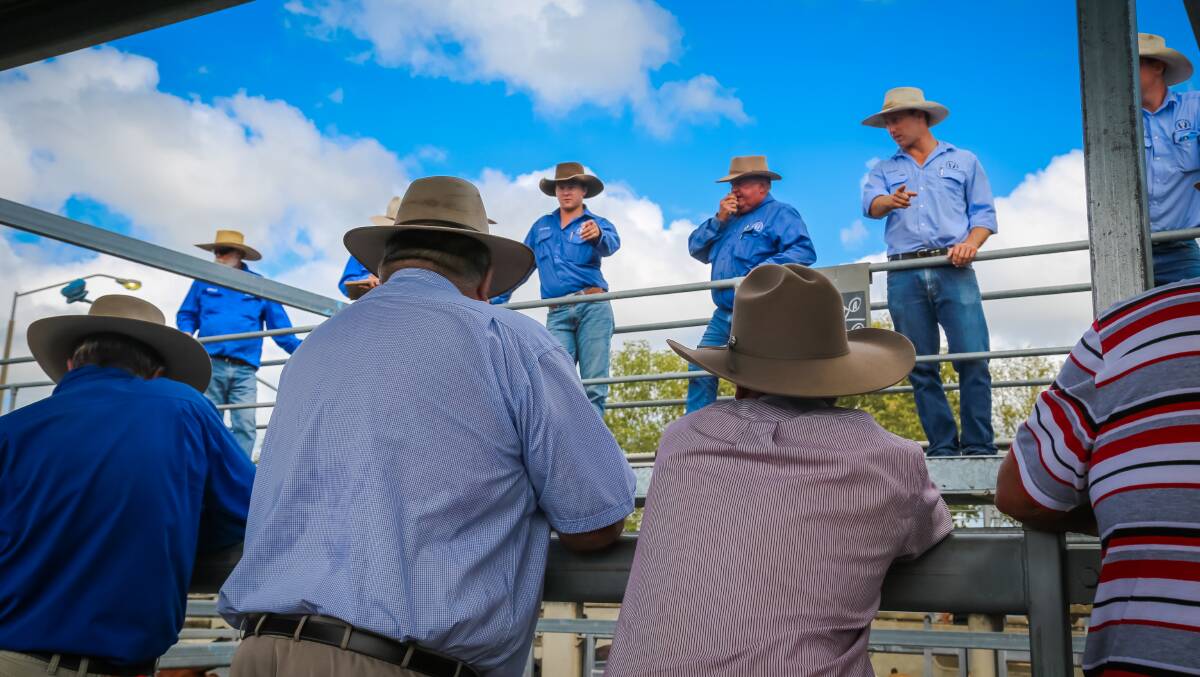 Charbray cow and calf makes $2650 at Woolooga breeder sale