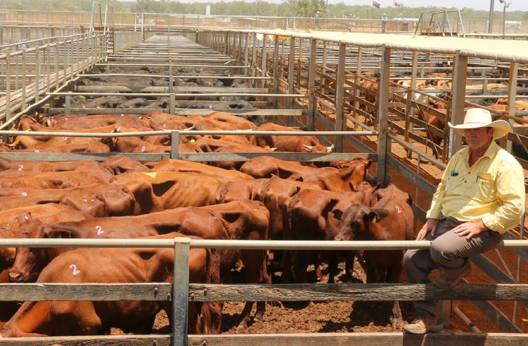 Ray White Roma agent Jack Clanchy with a line of I & M Campbell steers that sold to 440c/kg, reaching a top of $1812 to average $1250. 