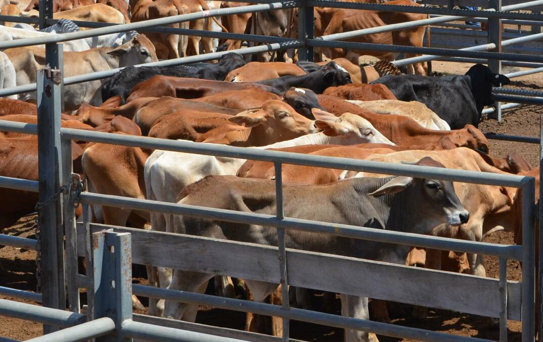Charbray heifers sell for $1000 at Laidley