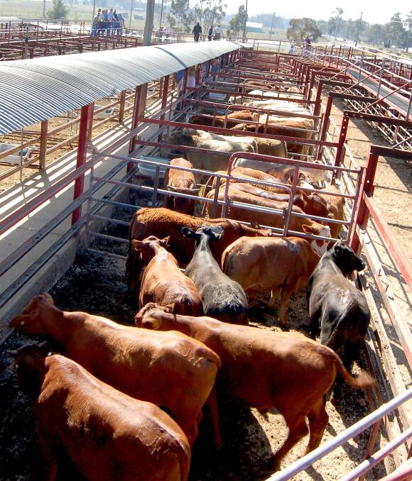 Southern Downs Regional Council has imposed a raft of control measures for Warwick saleyards to combat the threat of COVID-19.