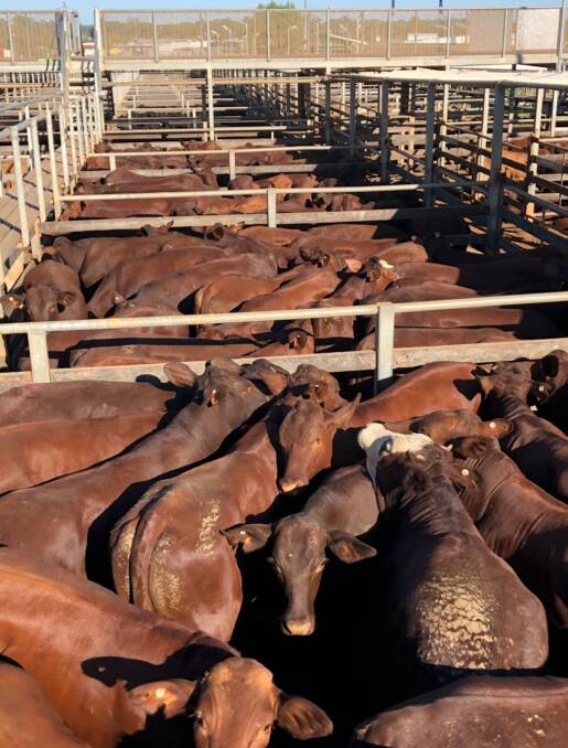 Nugent Pastoral Company Tambo sold Santa Steers at Roma sale last week weighing 452 kg for $2.90 c/kg returning over $1300 per head. 