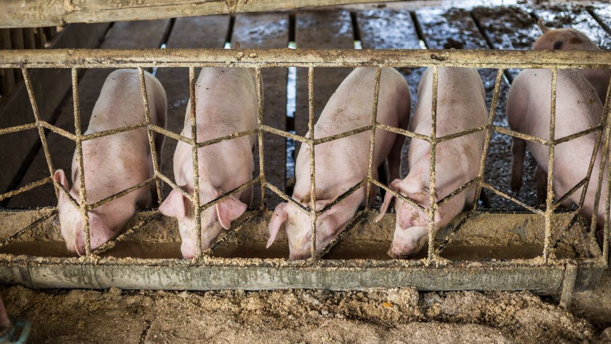 CONTRADICTIONS: Rather than a sign that China has overcome ASF, the USDA report attributes this year's oversupply of domestic pork and plummet in price to recurrent ASF outbreaks that have resulted in a rush to sell off hogs.