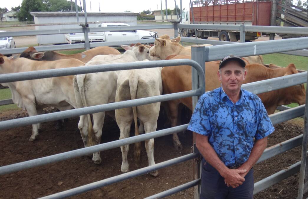 Bruce Harvey, Harvey & Clarke, Cressbrook, with the Droughtmaster cross steers that sold for $1420 at Toogoolawah. 