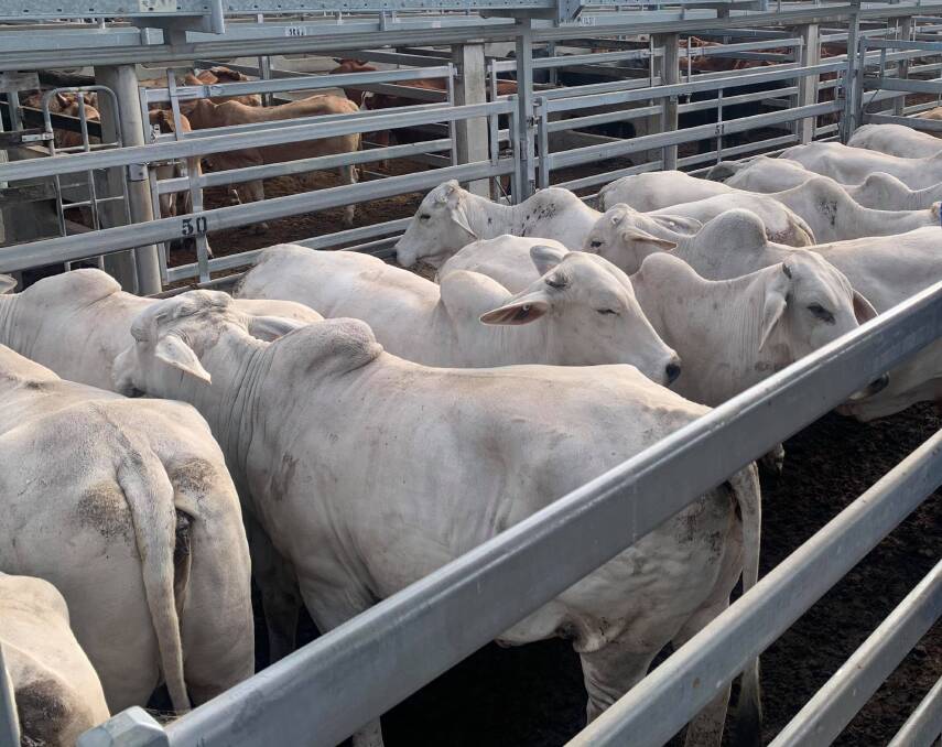 Restockers vie for slaughter cows