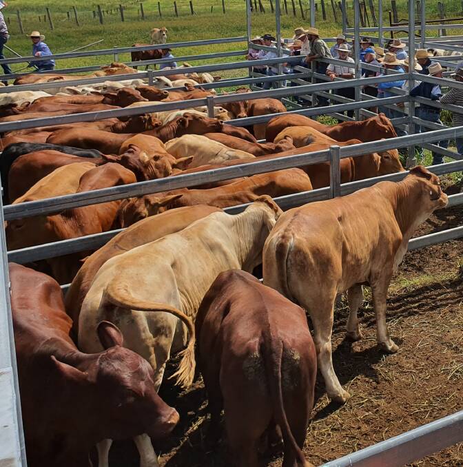 Store buyers were not the dominant force in the market at Clermont. Buying strength was for feeder heifers and steers, with lighter cattle tending to be at the weaker end of the market.