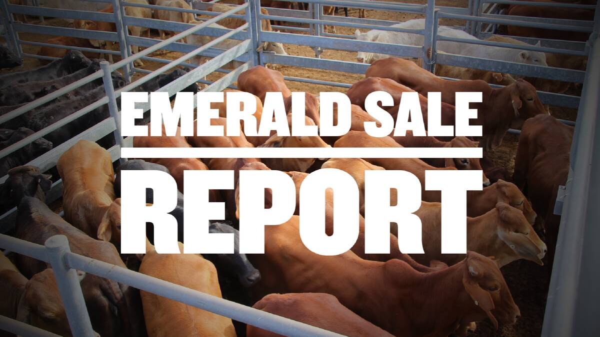 Cows and calves reach $1100/unit at Emerald