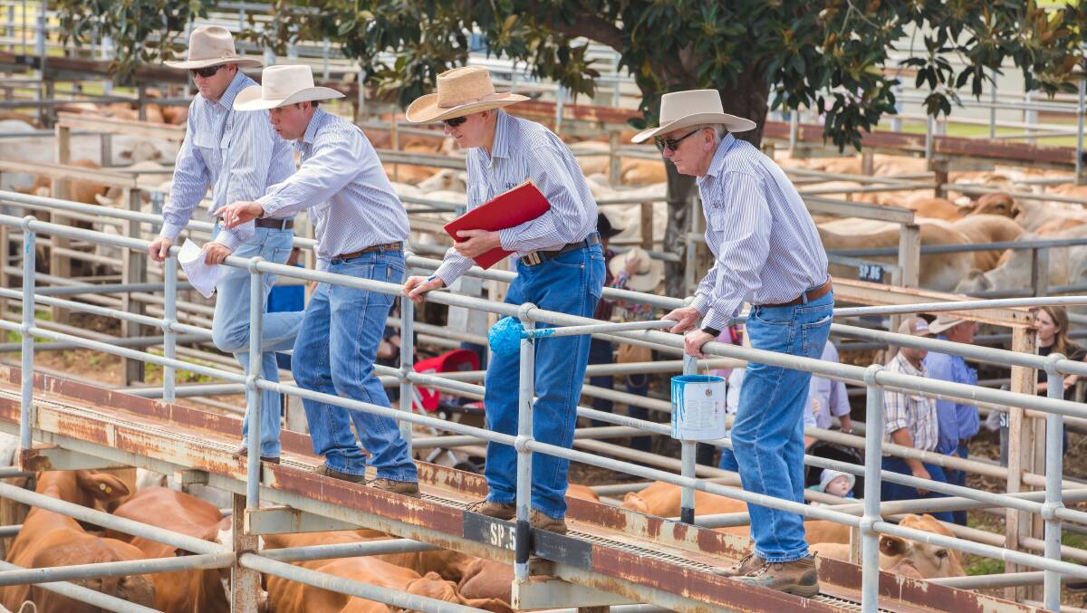 Jake Passfield and the Hoch & Wilkinson team in action at Clermont. Bullocks reached 273c/kg, prime cows 227c, and ighter store steers sold to a top of 346c at the monthly store and prime sale last week.