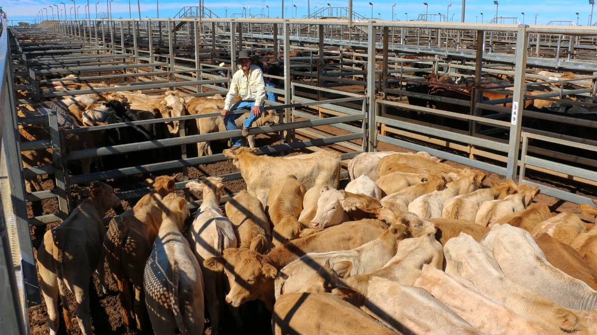 Ray White Rural agent AJ Riley with a pen of Malabar Holdings Pty Ltd heifers which sold to a top of 436c/kg, reaching $1049 to average $946. 