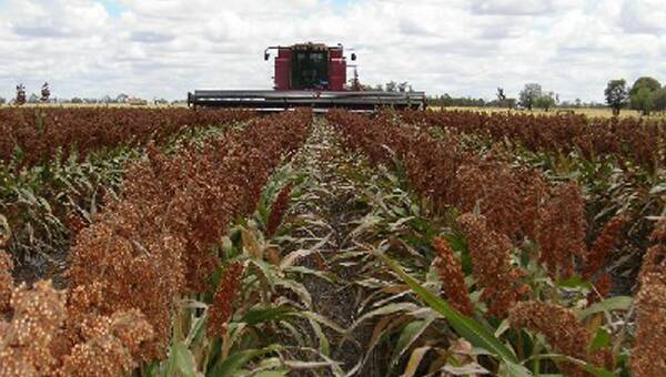 Sorghum price rallies on yield, quality  issues