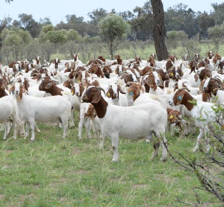 With goat meat in demand, the numbers going forward look to be hard to source and supplying our markets will be an issue in the medium to long term.