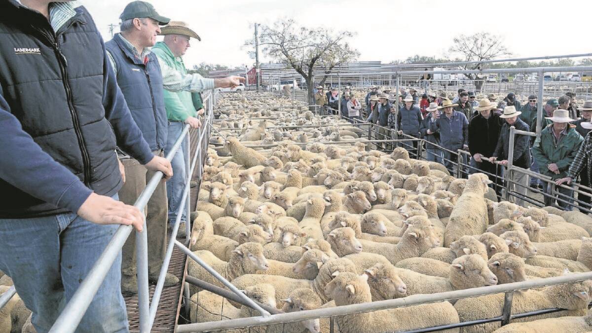 Ballarat hit a state record for lamb last week at $354 a head. 