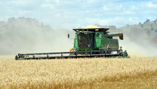 Smallest national wheat crop in a decade