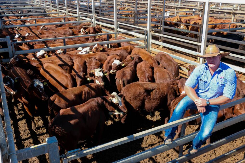 Watkins and Co agent Brad Neven with a line of Westmoor Past Co Santa Hereford cross heifers that sold to 400c/kg, reaching a top of $1377 to average $1190. 