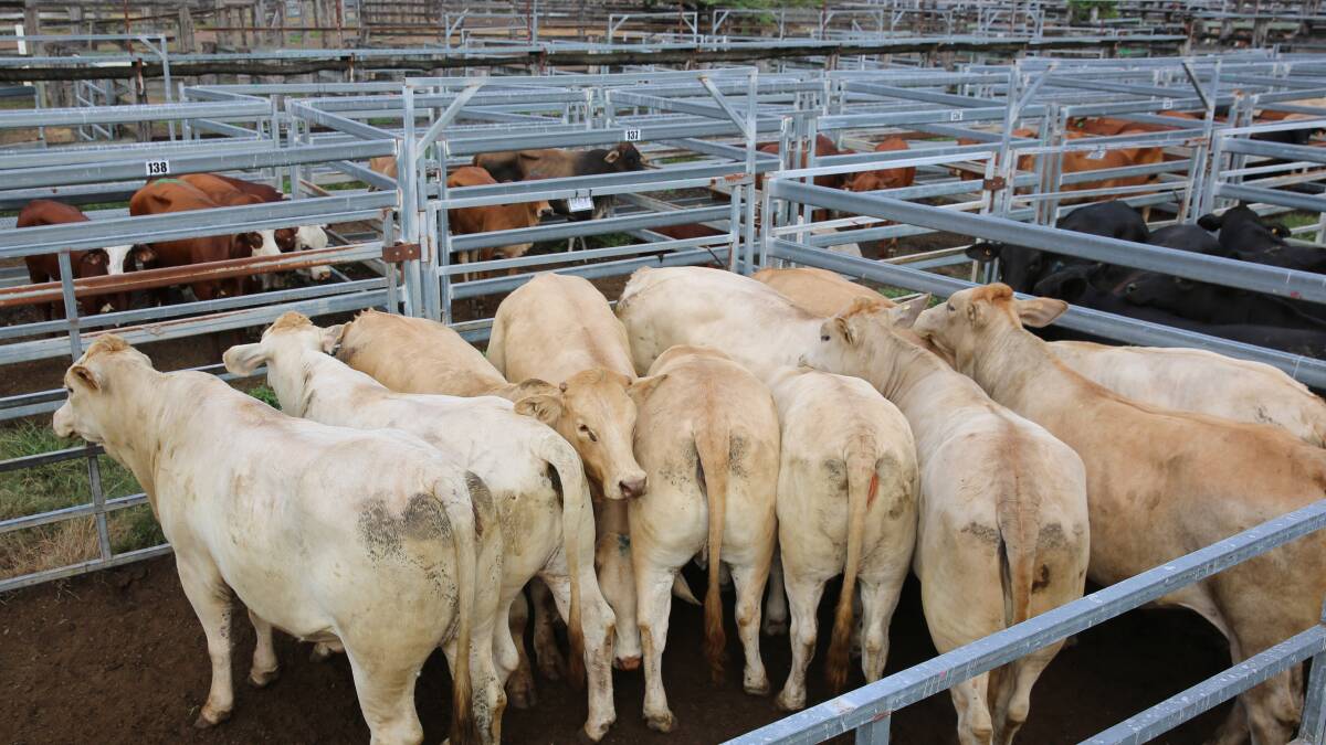 Heavy feeder steers sell to 313.2c at Biggenden