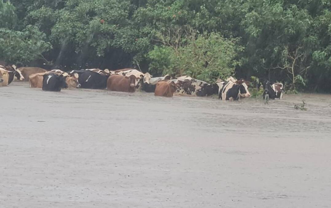 About 100 cows were stranded across the gully but Peter could not get to them. Picture: Peter Graham