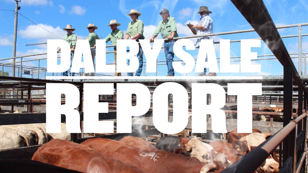 Light weight yearling steers returning to the paddock sell to 678c at Dalby