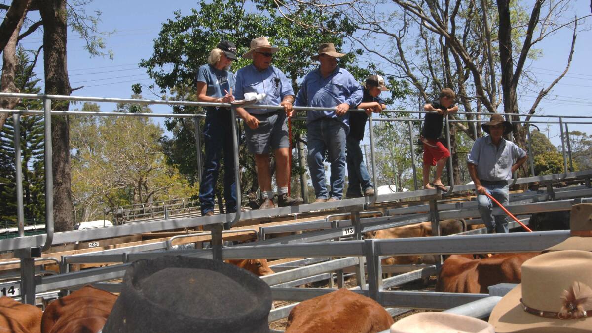 Belmont Red cows reach $1580 at Woodford