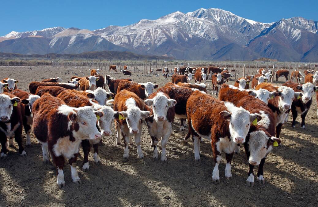SOLUTION: The intention is to increase cattle breeding to take current beef production of three million tonnes up to five million tonnes with three million guaranteed for local consumers. Picture: Shutterstock
