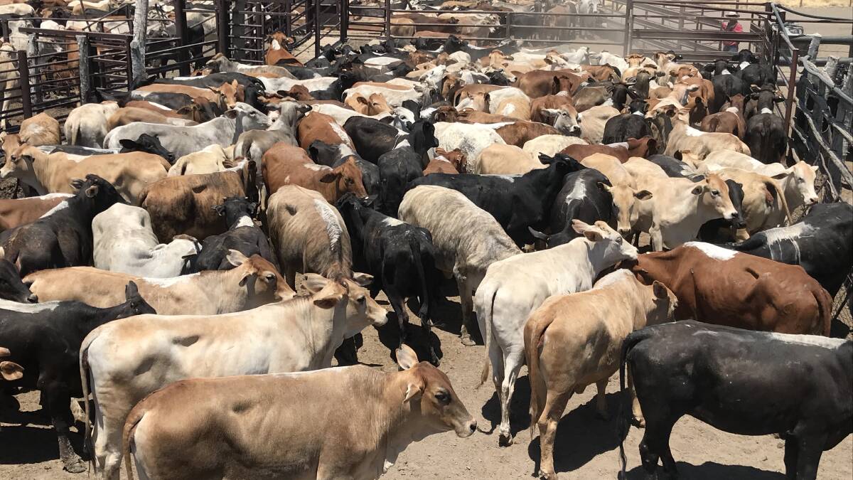 This week AJM Pastoral Company has 350 Black Brangus cross and a run of Brahman PTIC heifers available on the AuctionsPlus sale.