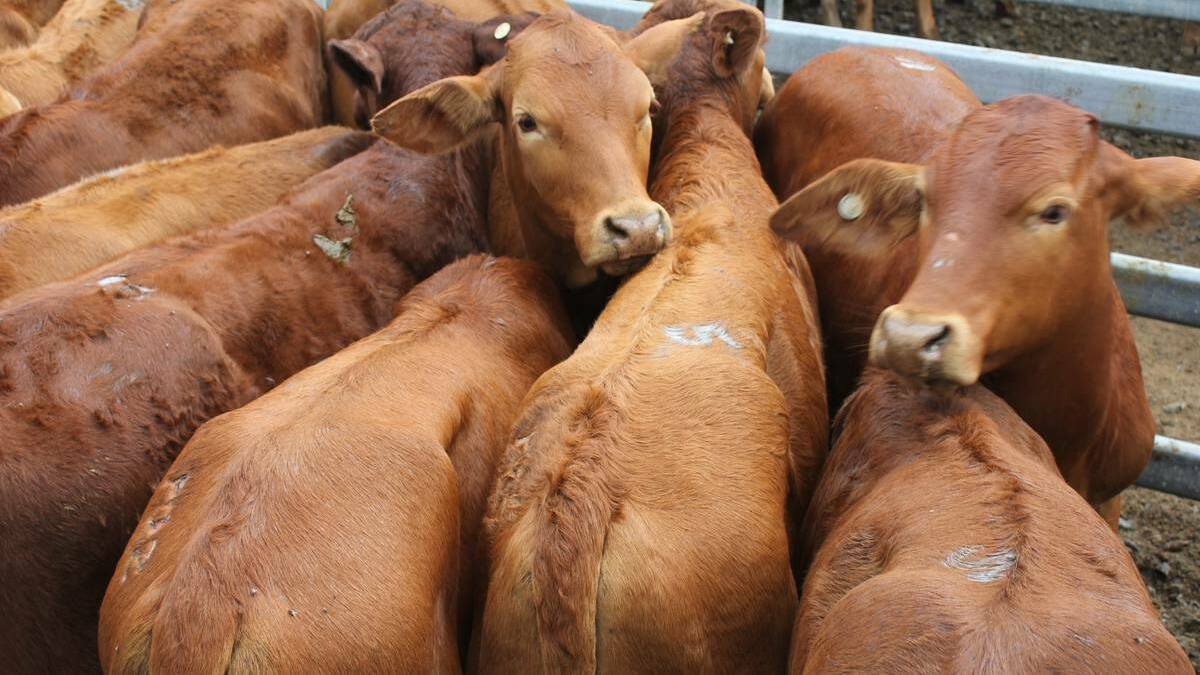 Droughtmaster weaner steers sell to 622c at Biggenden