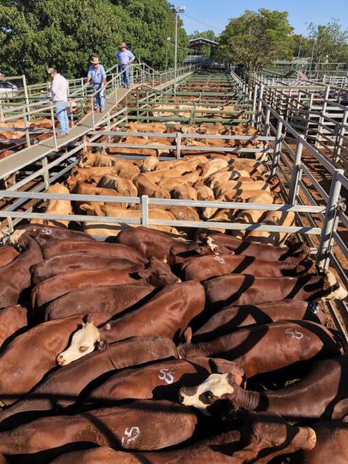 Queensland quickly followed the southern market trends with prices for good heavy cows jumping 22c to reach 299c at Blackall last Thursday.