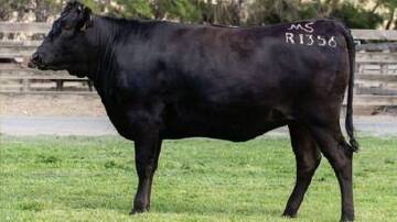 The top price $245,000 unjoined heifer from Mayura Station. Photo: GDL
