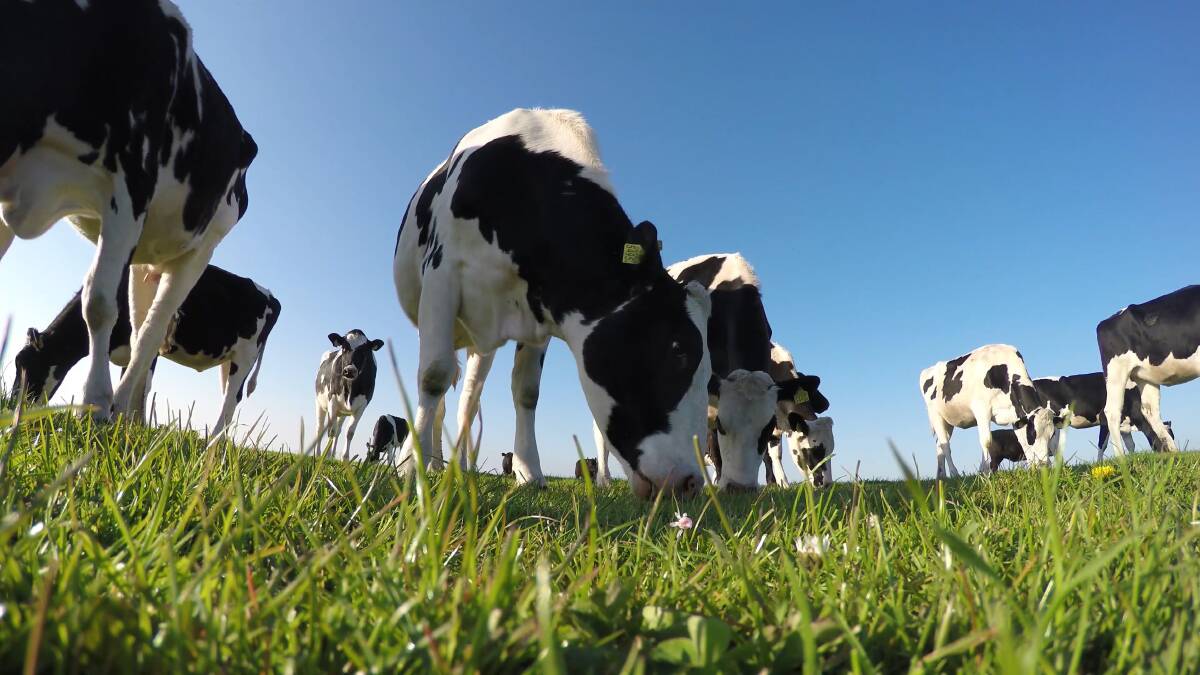 Global dairy outlook is "clearer and more hopeful than it has been for months", according to the latest Rabobank global Dairy Quarterly report. Photo: Shutterstock.