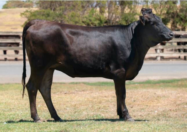 BEST OF BREED: Unjoined heifer Mayura Q1436 sold at $160,000 to Yulong Investments at the Mayura online sale. Photo: Elite Livestock Auctions