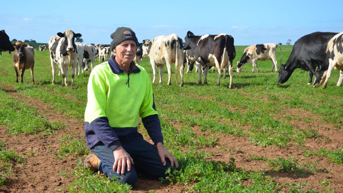 GOOD GROWTH: Rodney Frahn, Bletchley, with his herd of Holstein and Jersey cows, which have increased production substantially in recent months.