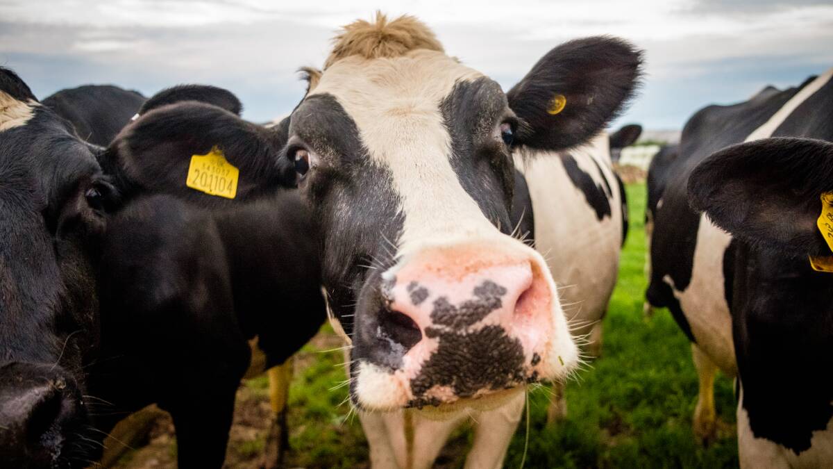 Dairy numbers drop across SA
