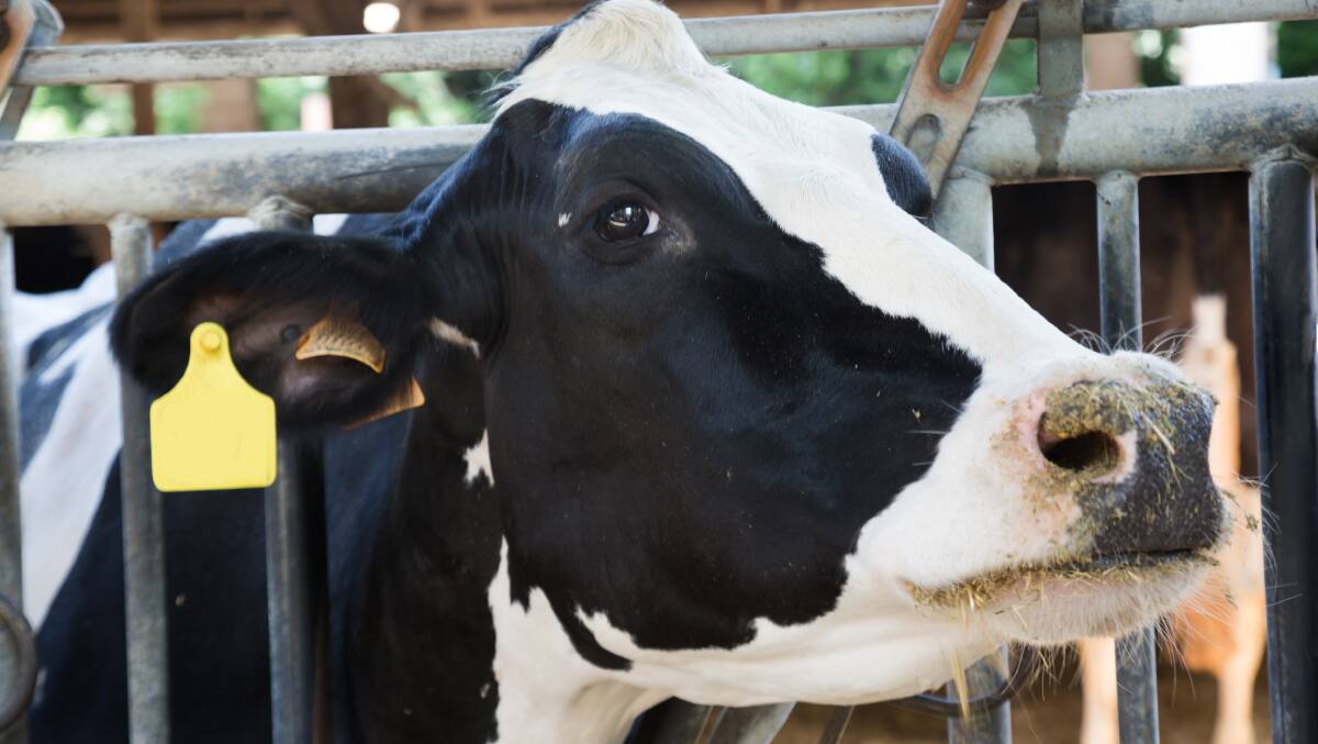 Support is available to help dairyfarmers negotiate contract disputes. Photo: SHUTTERSTOCK