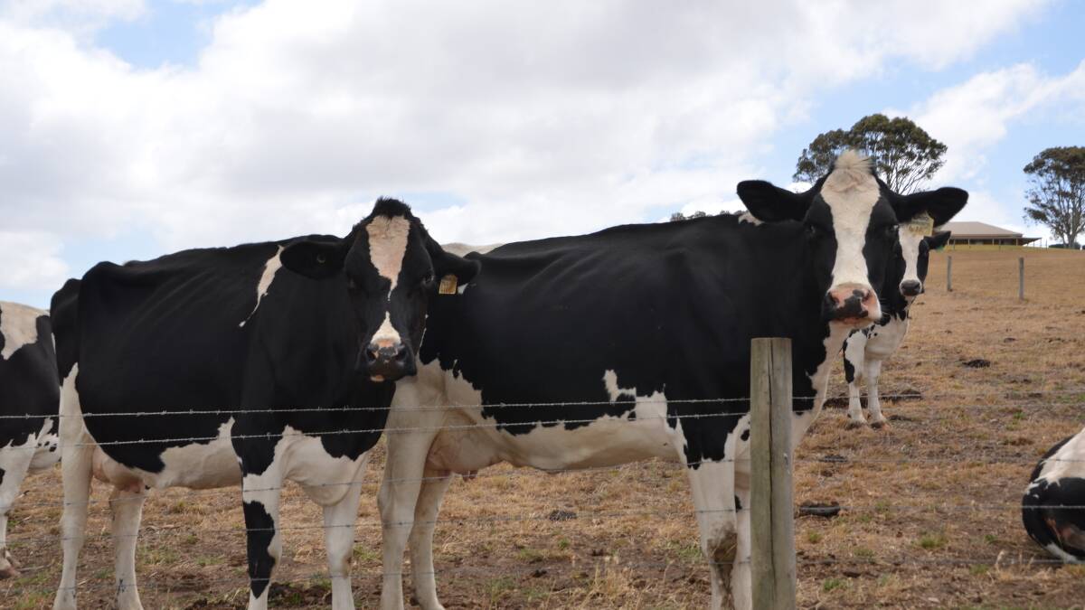 Global outlook positive in tough dairy situation