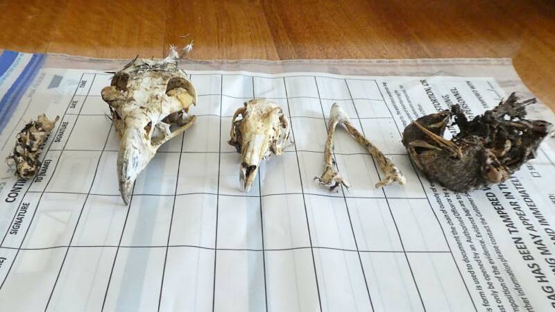 A supplied image obtained on Wednesday, June 27, 2018, of Native animal skulls, that were discovered along with ammunition and a four-wheel drive that are among items seized in raids linked to the mass slaying of wedge-tailed eagles in regional Victoria.